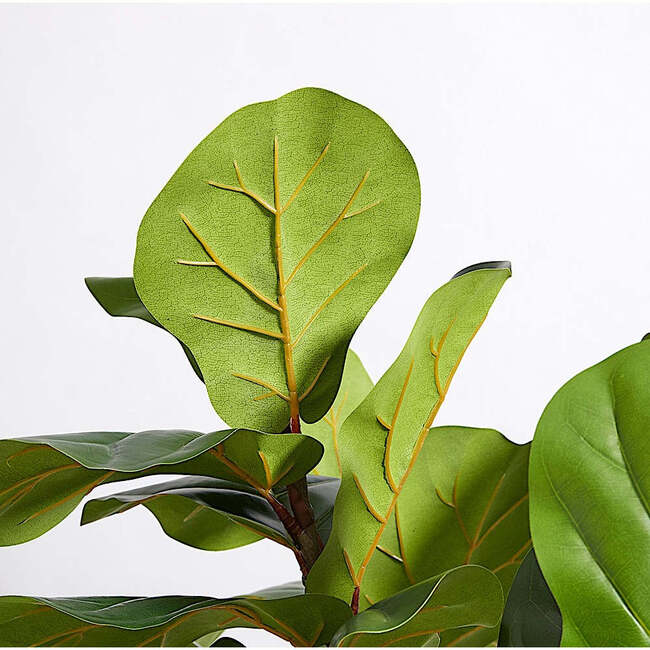 Tree Fiddle Fig Pot 5ft - Plants - 3