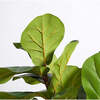 Tree Fiddle Fig Pot 5ft - Plants - 3