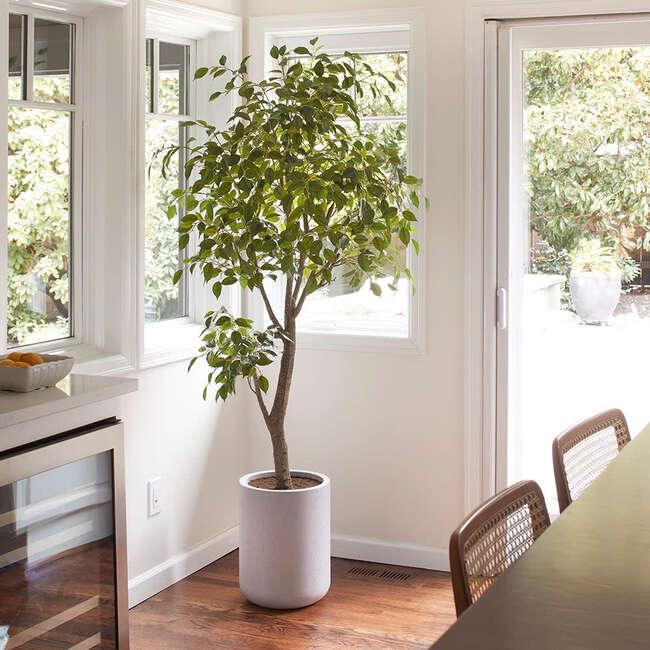 Tree Ficus Pot 6.5ft - Plants - 2