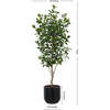 Tree Laurel Pot 7ft - Plants - 5