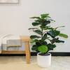 Tree Fiddle Fig Pot 3ft - Plants - 4