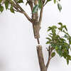 Tree Ficus Pot 6.5ft - Plants - 3