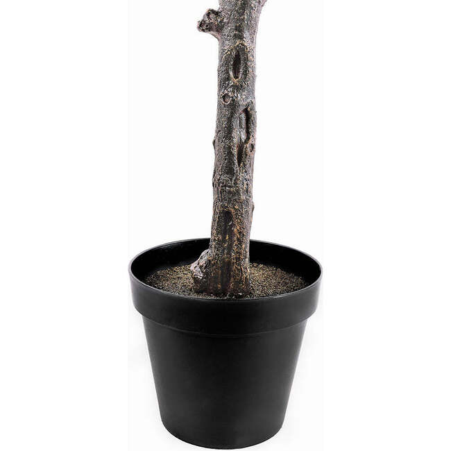 Tree Magnolia Grower 7ft - Plants - 6