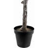 Tree Magnolia Grower 7ft - Plants - 6
