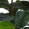 Tree Fiddle Fig Pot 3ft - Plants - 5