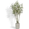 Tree Eucalpytus Willow Pot 7ft - Plants - 1 - thumbnail
