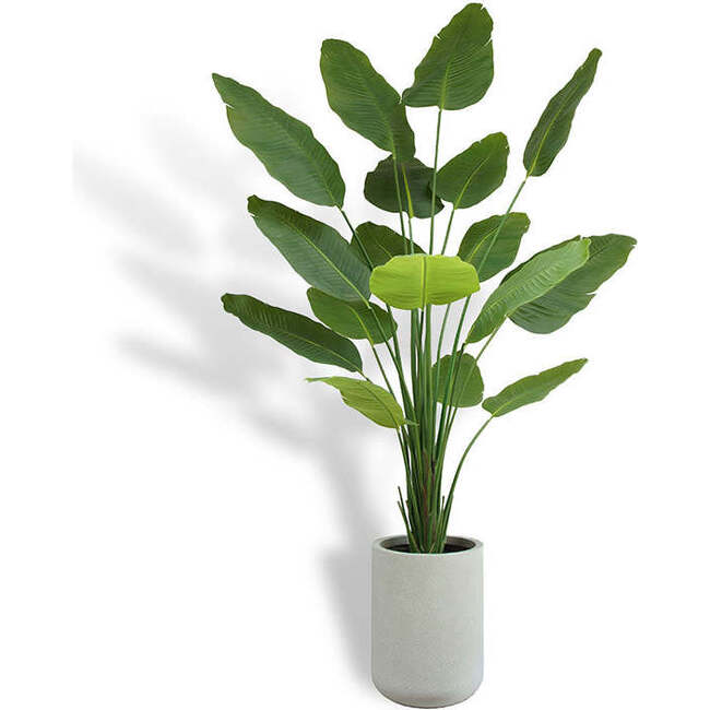 Tree Bird of Paradise Pot 8ft