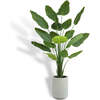 Tree Bird of Paradise Pot 8ft - Plants - 1 - thumbnail