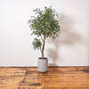 Tree Ficus Pot 6.5ft - Plants - 4