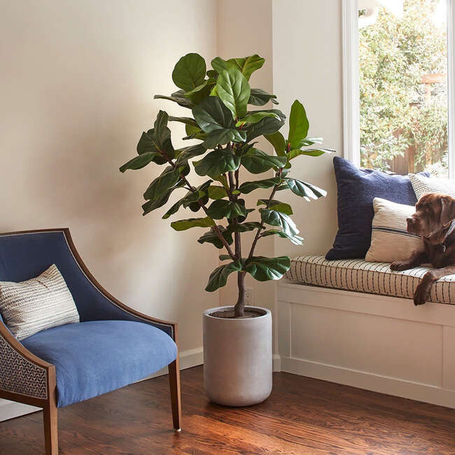 Tree Fiddle Fig Pot 5ft - Plants - 6
