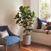 Tree Fiddle Fig Pot 5ft - Plants - 6