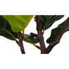 Tree Fiddle Fig Pot 3ft - Plants - 6
