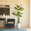 Tree Bird of Paradise Pot 8ft - Plants - 2