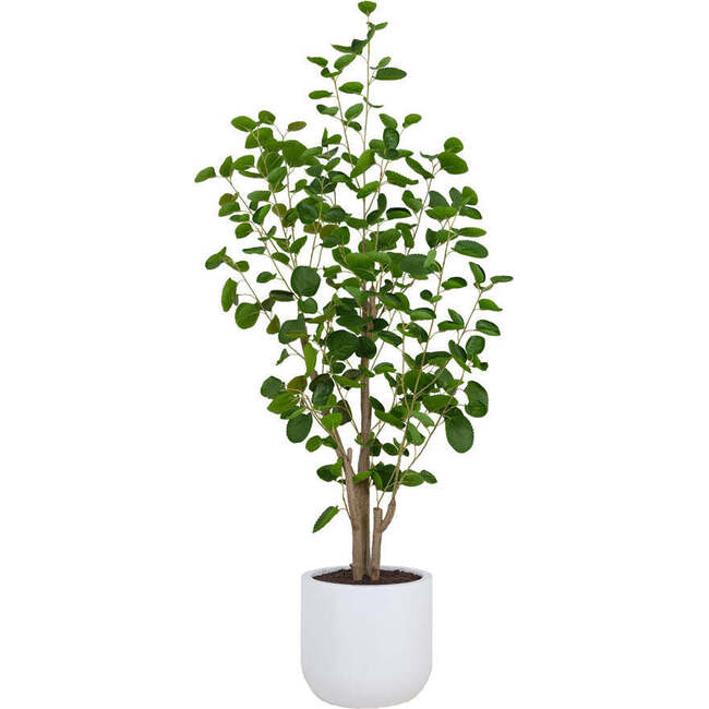 Tree Eucalpytus Pot 4ft
