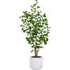 Tree Eucalpytus Pot 4ft - Plants - 1 - thumbnail