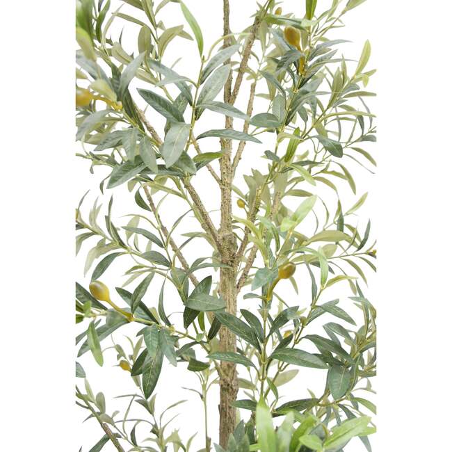 Tree Olive Slim Grower 7ft - Plants - 3