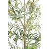 Tree Olive Slim Grower 7ft - Plants - 3