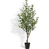 Tree Eucalyptus Grower 7ft - Plants - 1 - thumbnail