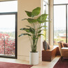 Tree Bird of Paradise Pot 8ft - Plants - 3