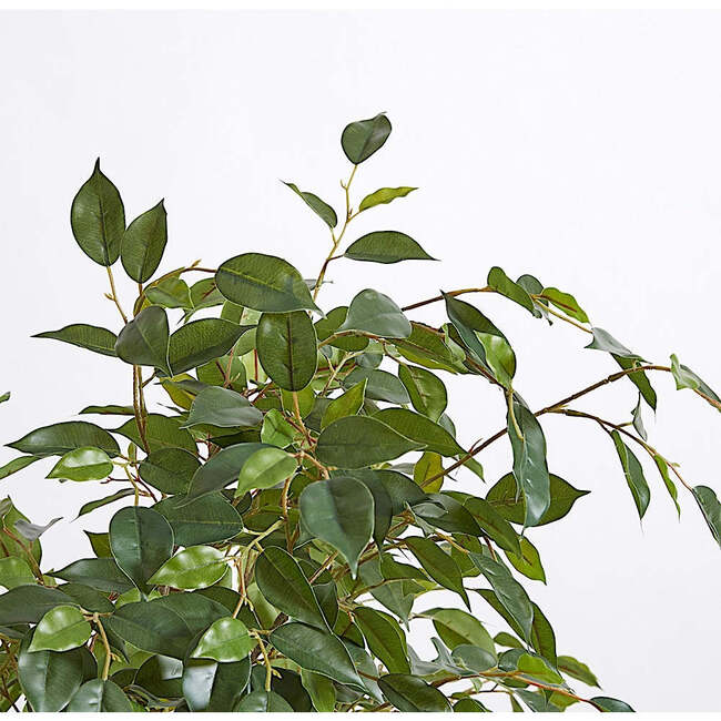 Tree Ficus Pot 6.5ft - Plants - 6