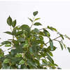 Tree Ficus Pot 6.5ft - Plants - 6