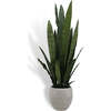 Plant Snake Pot 40in - Plants - 1 - thumbnail