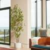 Tree Ficus Heart Grower 7ft - Plants - 2