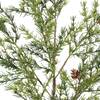 Stems Set of 4 Pine 36in - Plants - 2