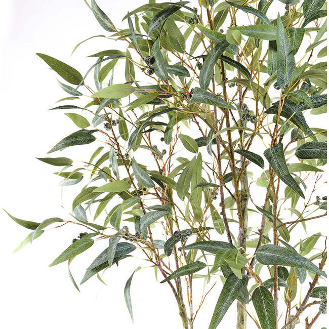 Tree Eucalpytus Willow Pot 7ft - Plants - 3