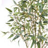 Tree Eucalpytus Willow Pot 7ft - Plants - 3