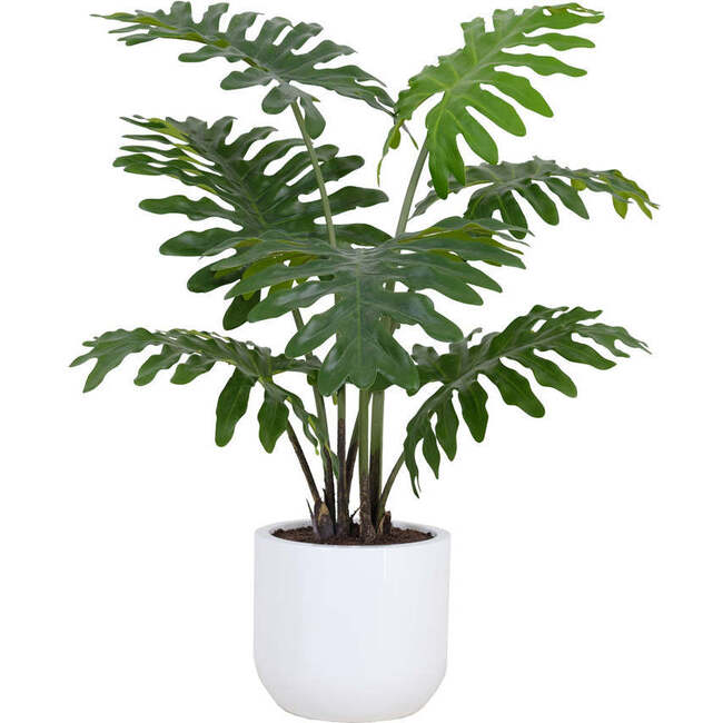Plant Philodendron Pot 3ft