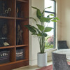Tree Bird of Paradise Pot 8ft - Plants - 4