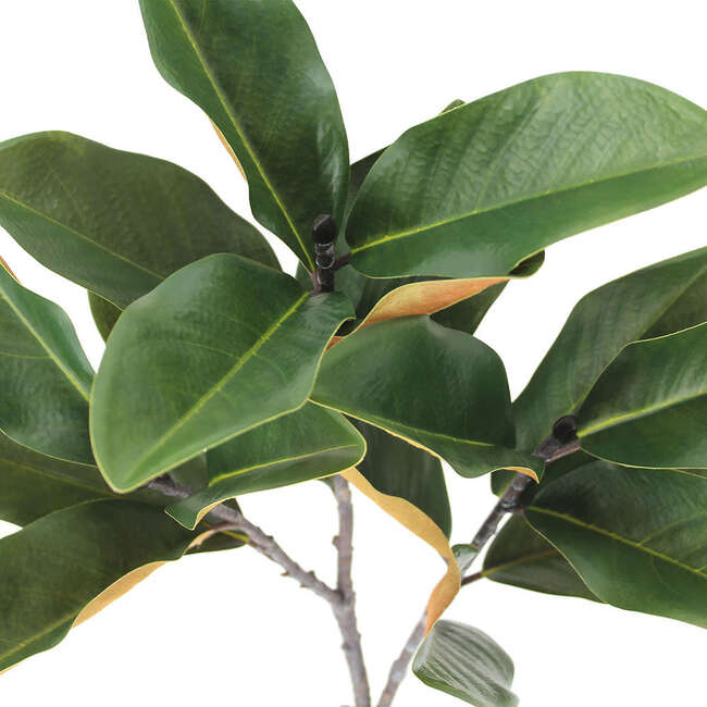 Stems Set of 4 Magnolia Green 36in - Plants - 3