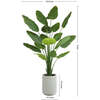 Tree Bird of Paradise Pot 8ft - Plants - 5