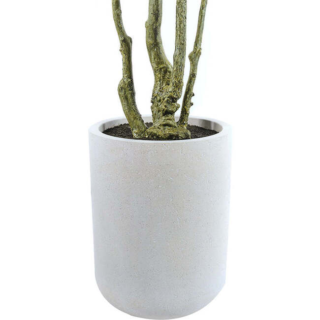 Tree Eucalpytus Willow Pot 7ft - Plants - 4