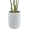 Tree Eucalpytus Willow Pot 7ft - Plants - 4
