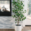 Tree Eucalpytus Pot 4ft - Plants - 3
