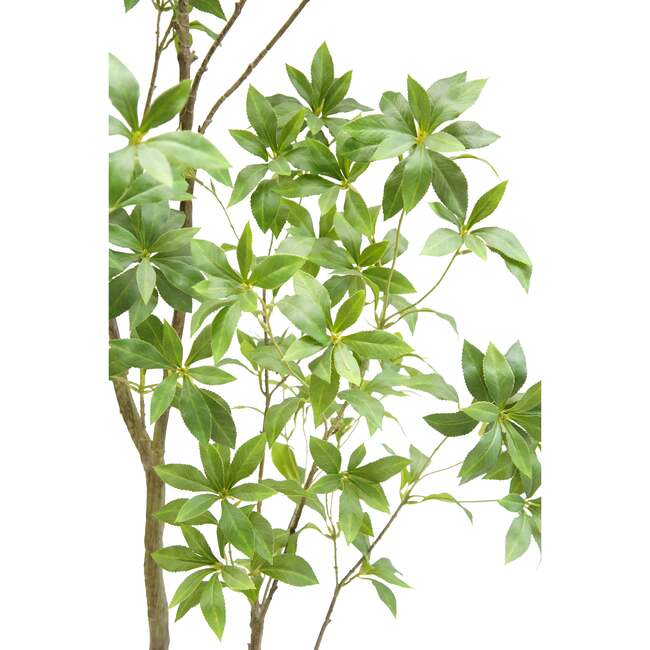 Tree Laurel Grower 7ft - Plants - 3