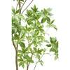 Tree Laurel Grower 7ft - Plants - 3