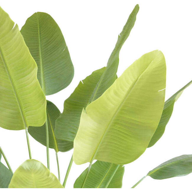 Tree Bird of Paradise Pot 8ft - Plants - 6