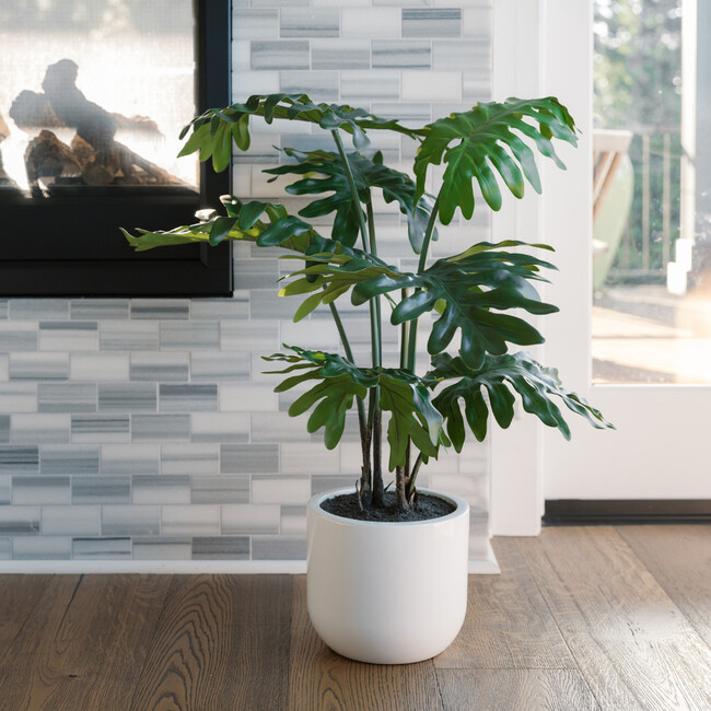 Plant Philodendron Pot 3ft - Plants - 2