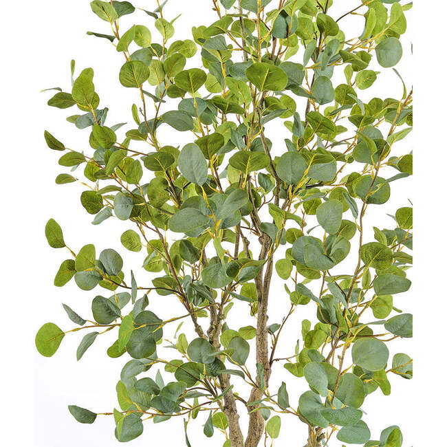 Tree Eucalyptus Grower 7ft - Plants - 3