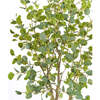 Tree Eucalyptus Grower 7ft - Plants - 3