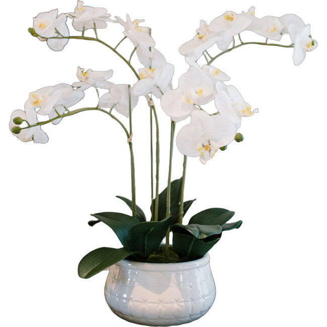 Orchid Phale 4 Stem Pot, White 23in