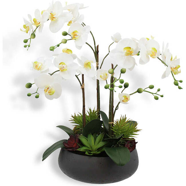 Orchid With Succulents Pot 24in
