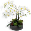 Orchid With Succulents Pot 24in - Plants - 1 - thumbnail