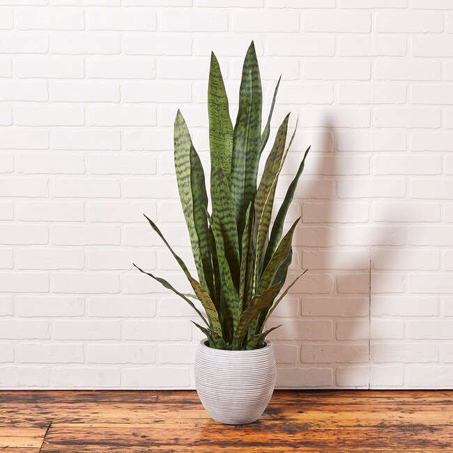 Plant Snake Pot 40in - Plants - 3