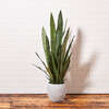 Plant Snake Pot 40in - Plants - 3