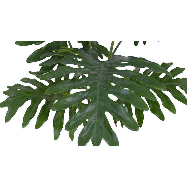 Plant Philodendron Pot 3ft - Plants - 3