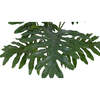 Plant Philodendron Pot 3ft - Plants - 3